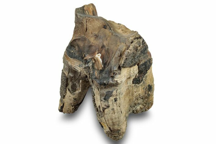 Bargain, Fossil Woolly Rhino (Coelodonta) Tooth - Siberia #253954